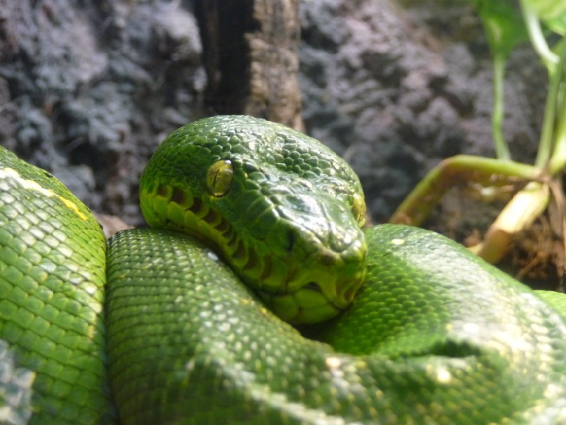 Green Snake.JPG